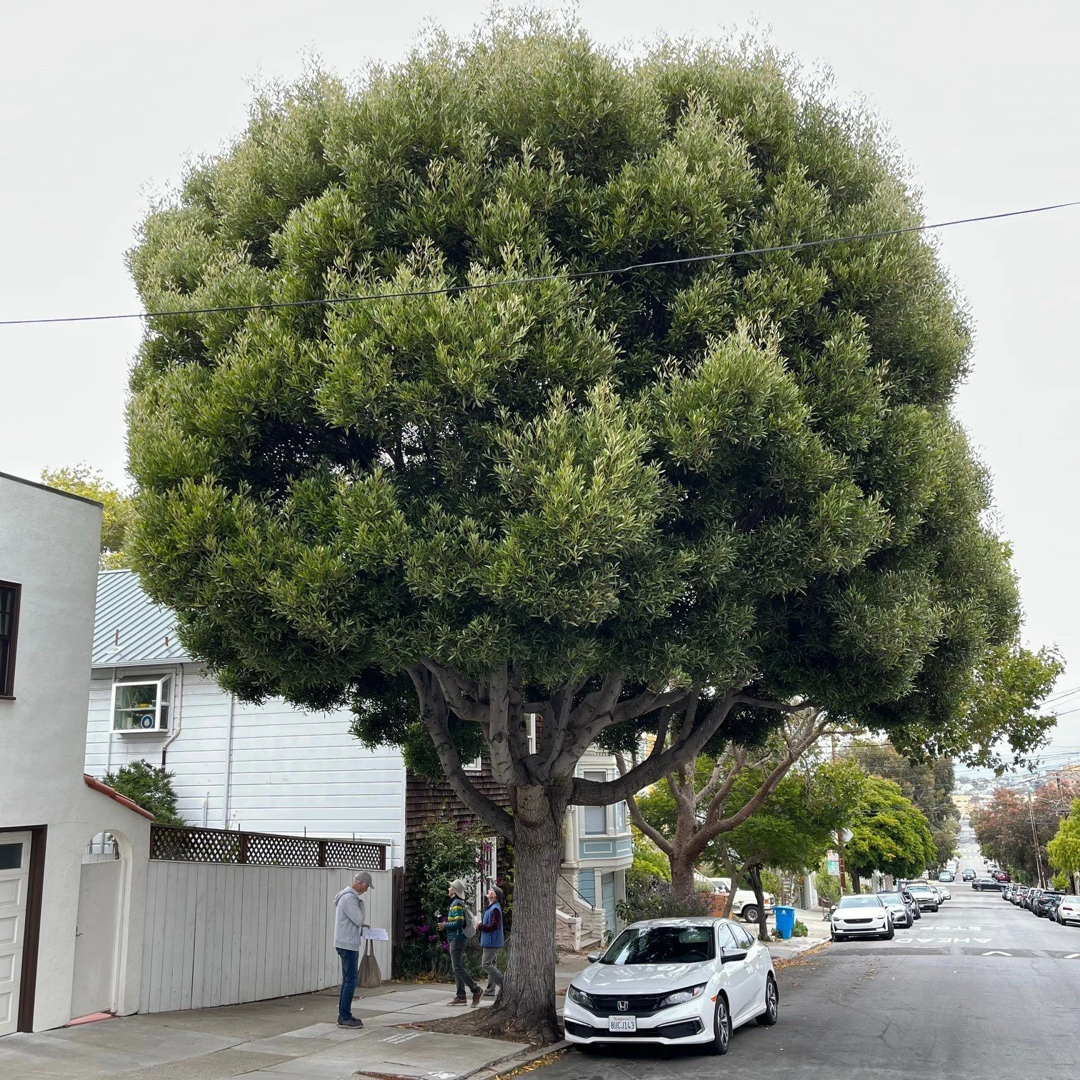 San Francisco Trees